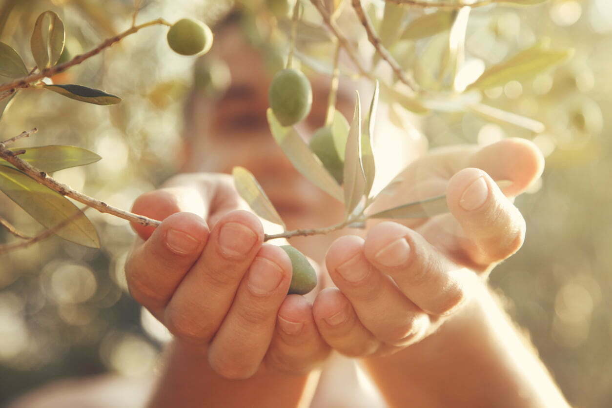 Abono foliar para olivos: ¿Cómo y cuándo utilizarlos?