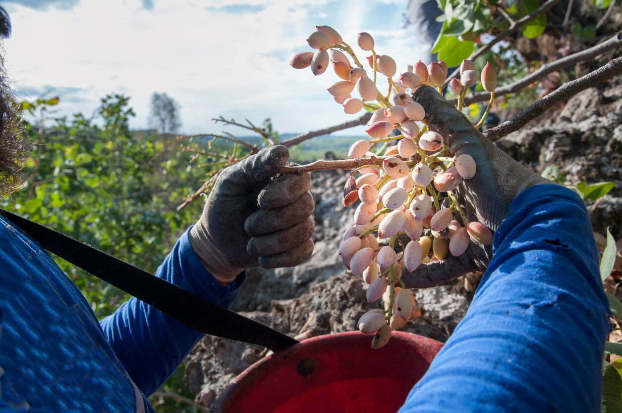 La rentabilidad del pistacho: ¿Merece la pena su cultivo?