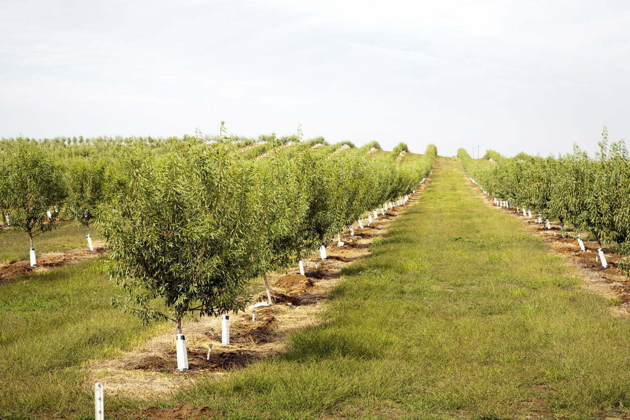 plantar almendros en secano