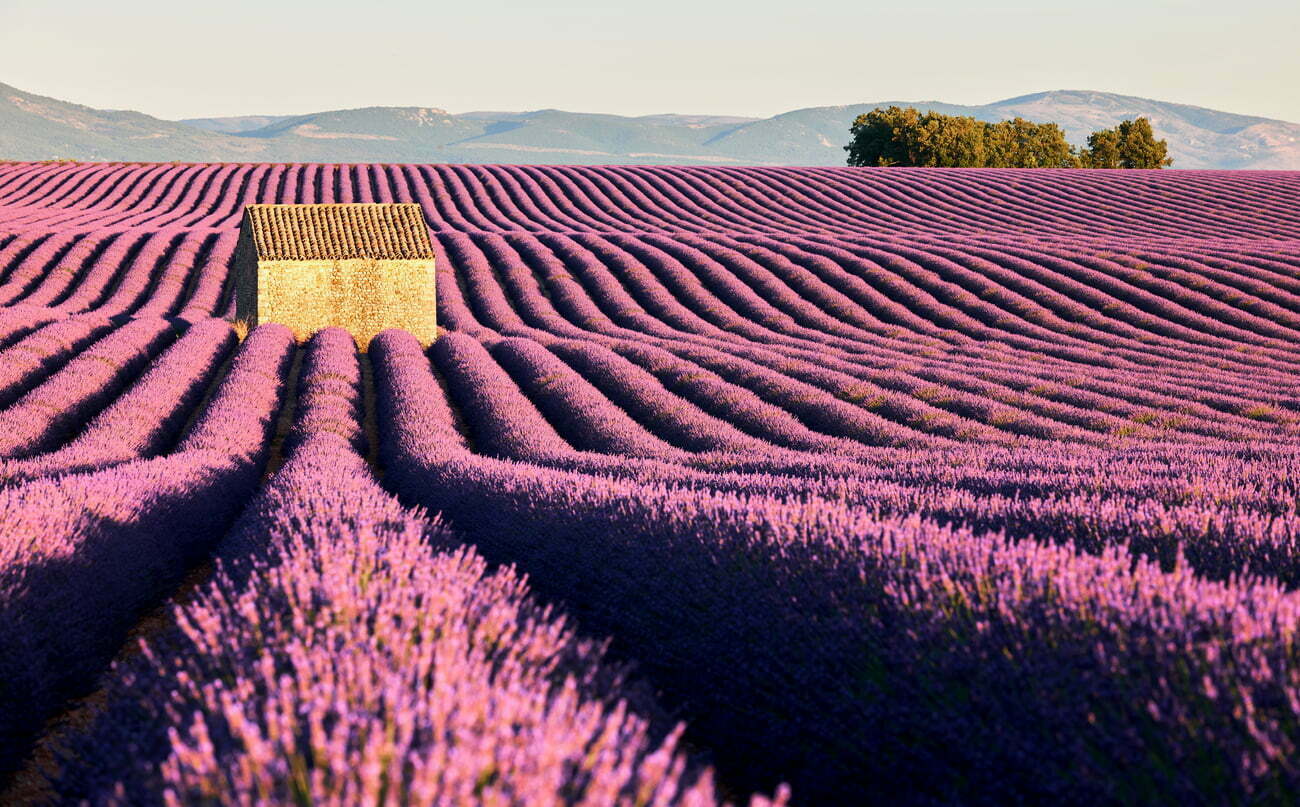 cultivar lavanda a gran escala