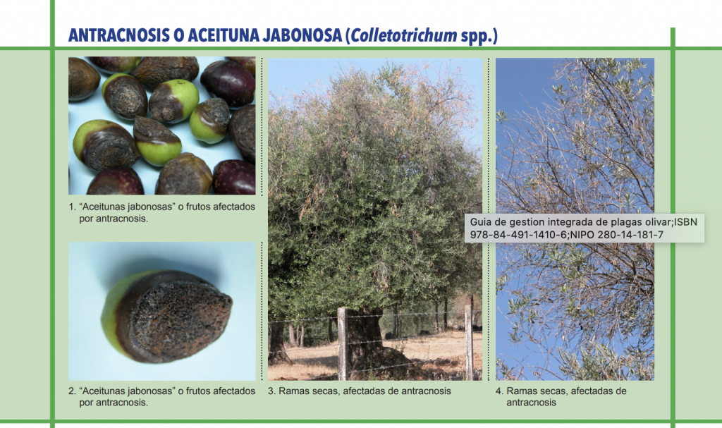 antracnosis, aceituna jabonosa