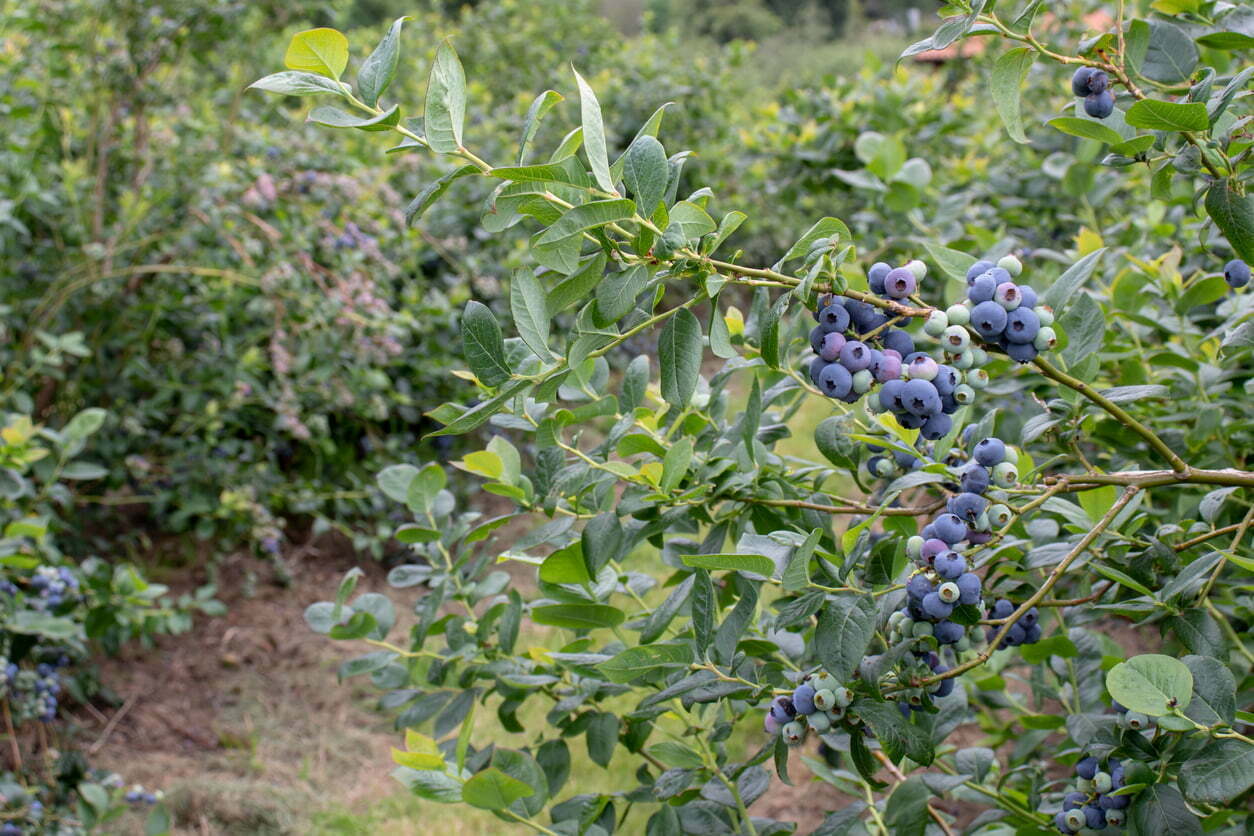 produccion de arandanos por hectarea