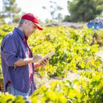 aplicaciones agricolas para viña