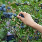 plantacion de arandanos rentabilidad