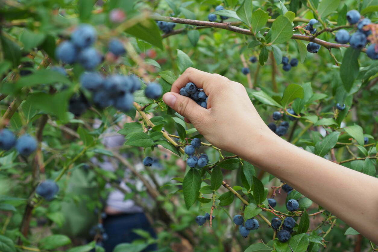 Plantación de arándanos: rentabilidad y características del cultivo