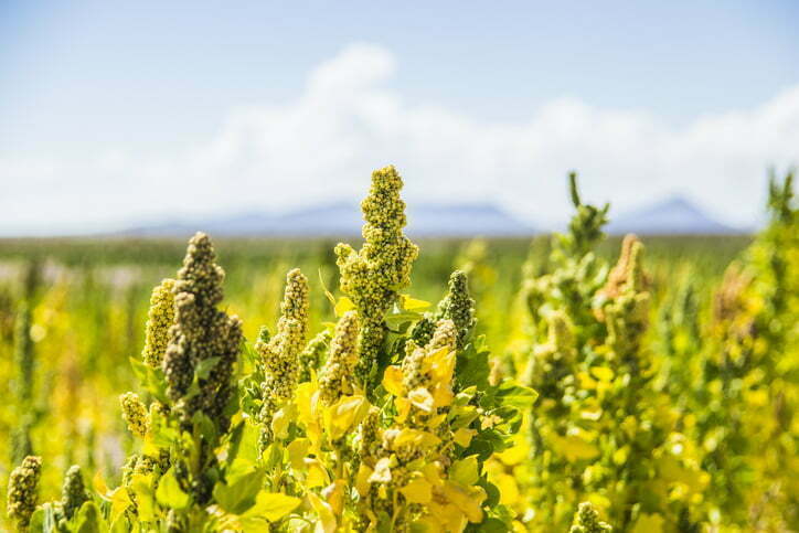 ¿Es rentable el cultivo de quinoa en España?