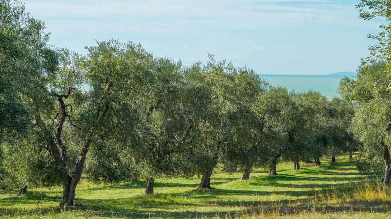 arboles rentables en españa