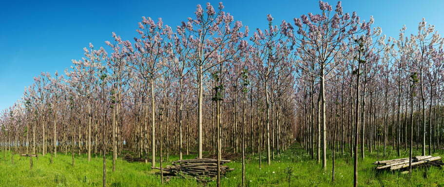 arboles rentables en españa