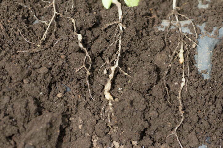 Qué nematodos del suelo afectan al cereal de invierno