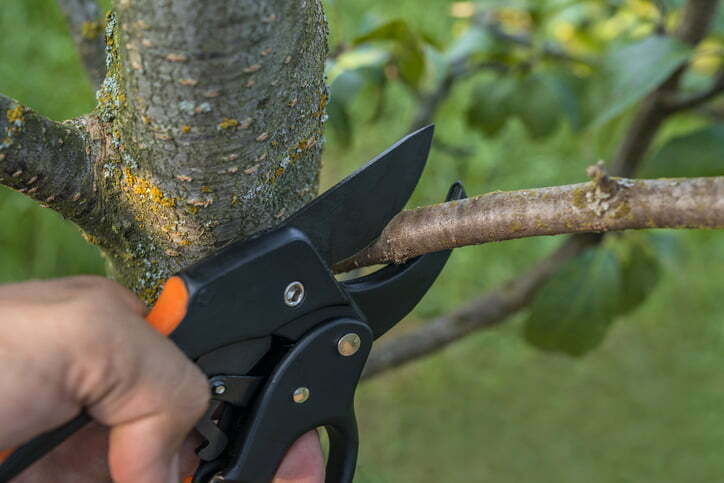 Claves para una correcta poda de formación del almendro