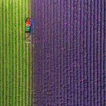 rentabilidad cultivo lavanda