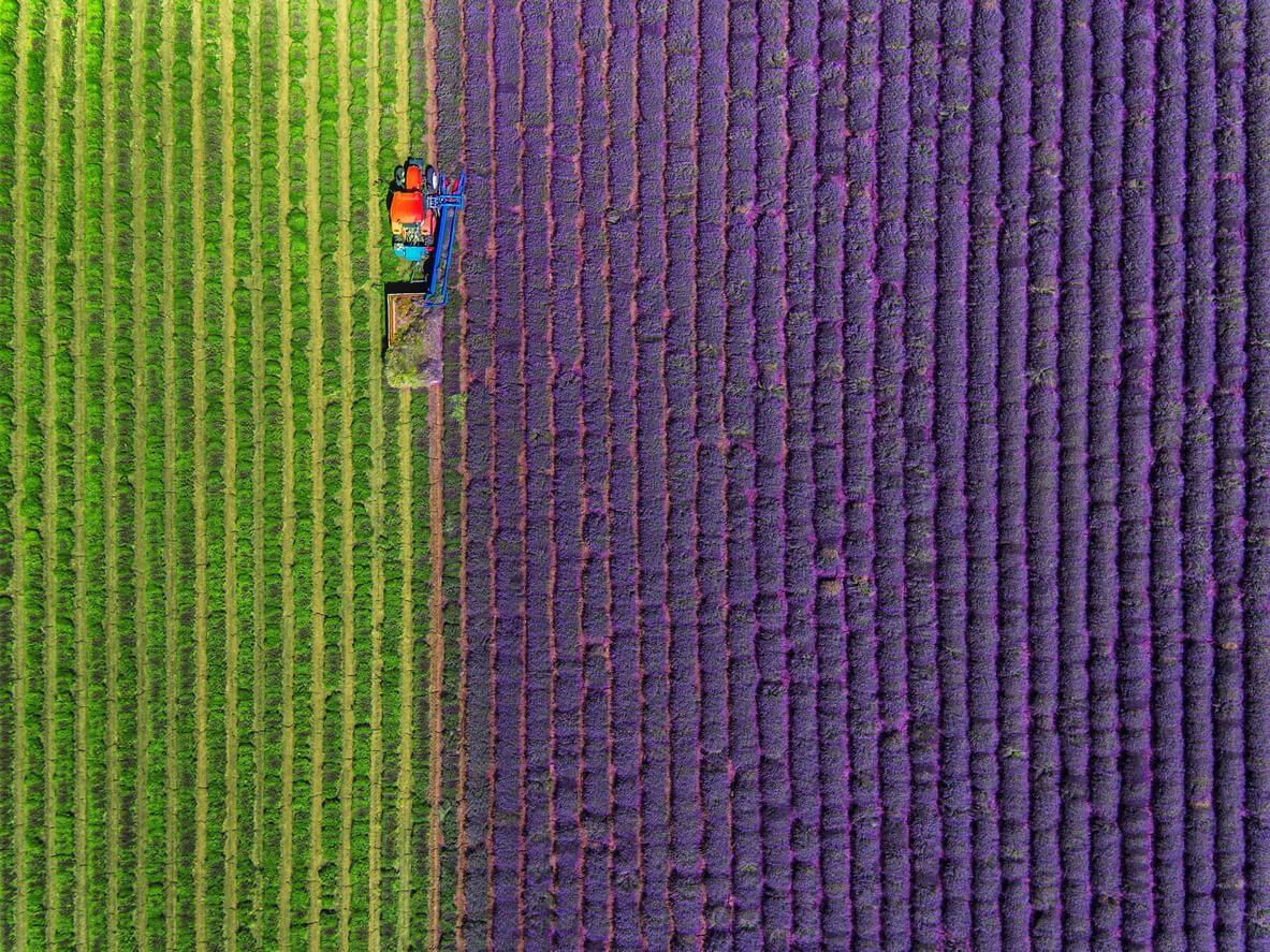 Rentabilidad del cultivo de lavanda: claves económicas