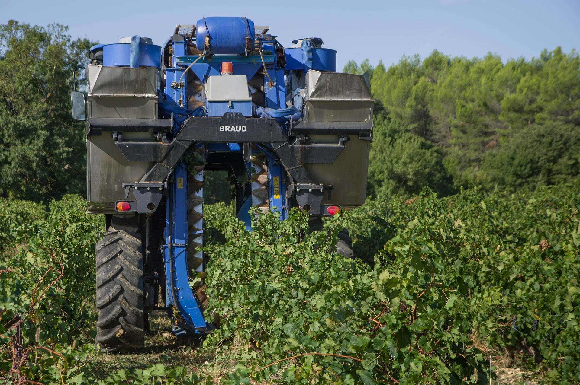 Comment vendanger à la machine: types, marques et leurs avantages