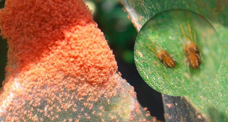 araña roja tratamiento ecológico