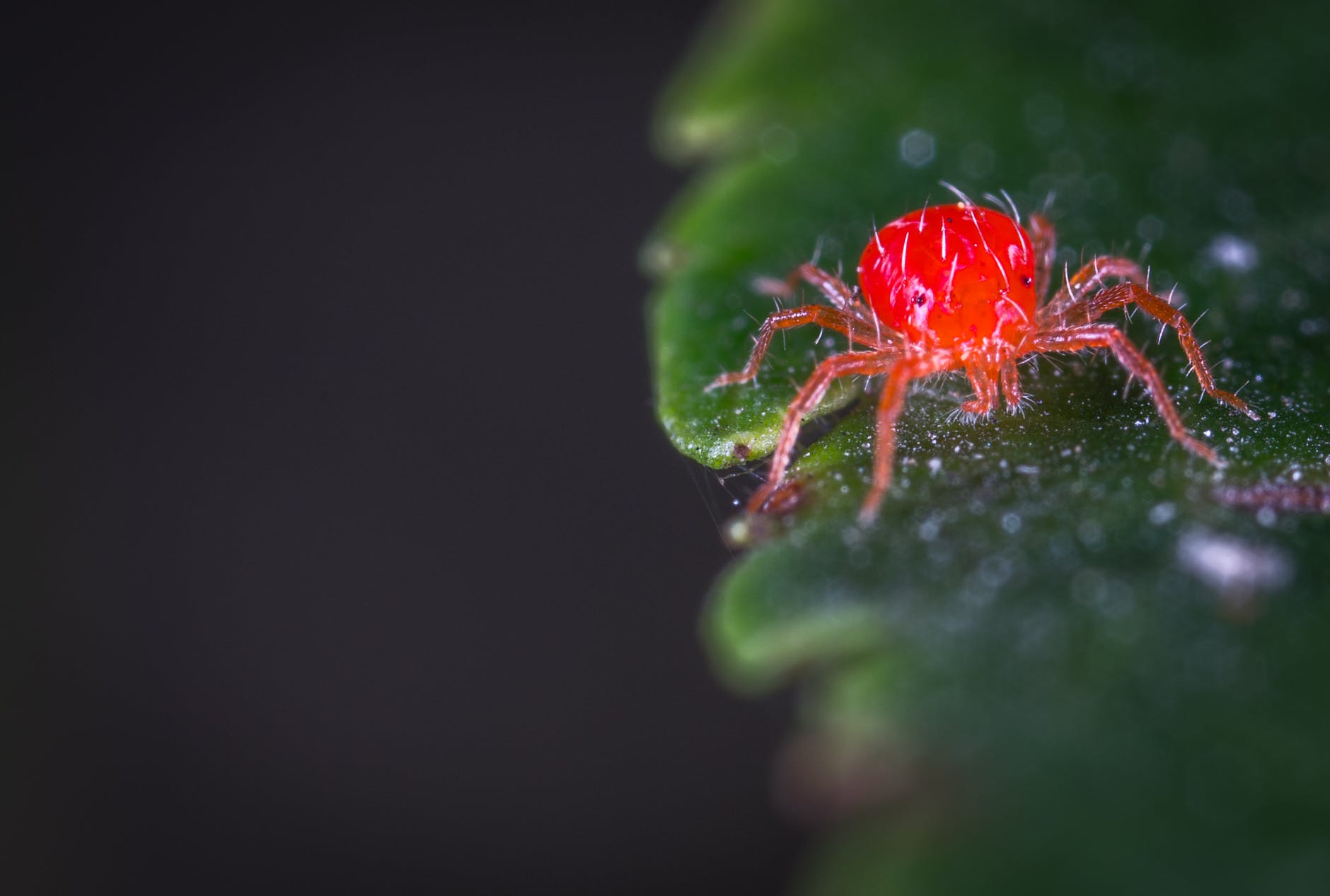 La araña roja en tomate: principales efectos y cómo combatirla