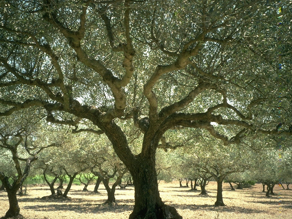 oliviers-provence