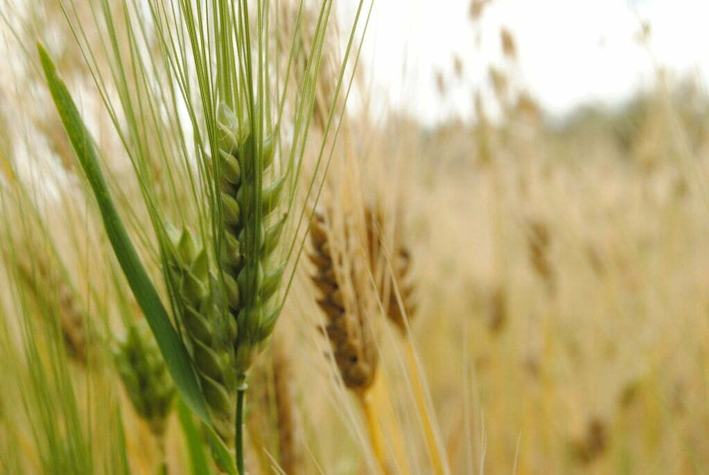 Guía rápida para el cultivo de cebada