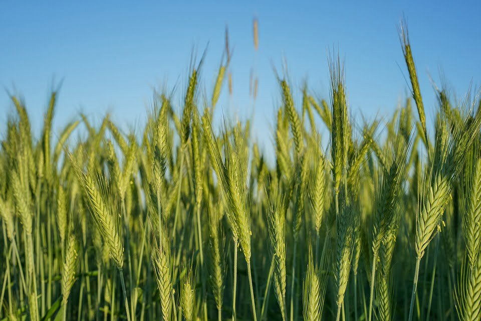 Ce qu’il faut savoir sur les maladies de l’orge