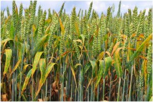 enfermedades del trigo septoria