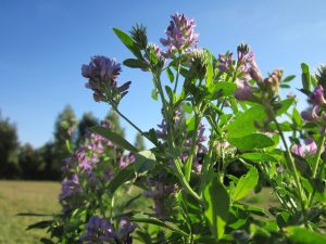 cultivo de alfalfa