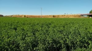 cultivo de alfalfa