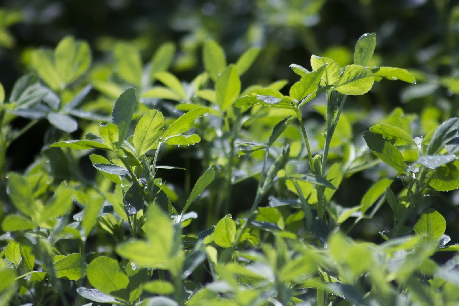 Cómo obtener la mayor rentabilidad con el cultivo de alfalfa