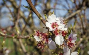 variedades de almendros más rentables - floracion