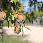 variedades de almendros más rentables