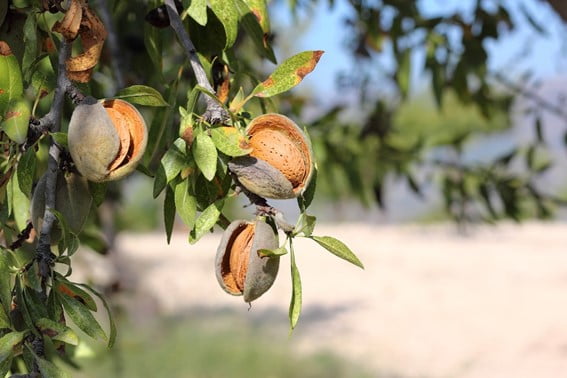 Descubre las variedades de almendros más rentables