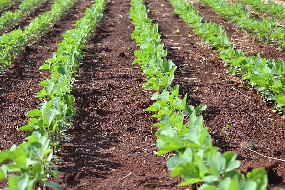 Rendimiento de soja por hectárea