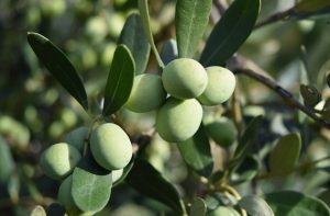 cuajado del olivar - formacion aceituna