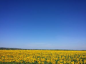 cultivo del girasol - siembra