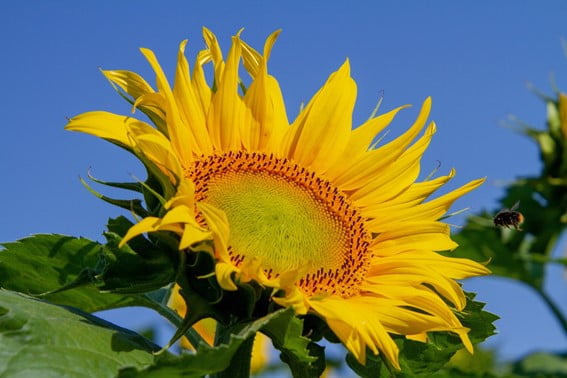 Cultivo del Girasol: consideraciones básicas para la siembra