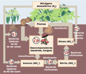 cultivos fijadores de nitrogeno para el pago verde.