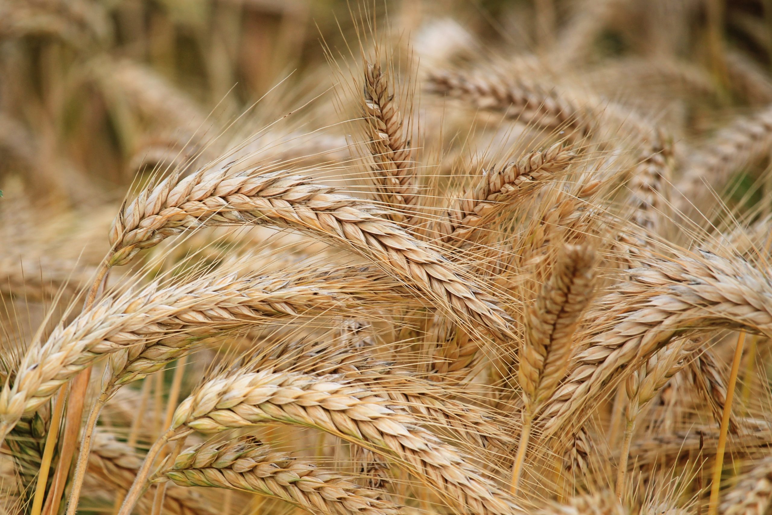 Principales características del cultivo de centeno