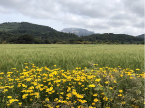 ¿Qué es la agricultura de conservación?