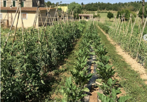 Vegetación espontánea entre filas de cultivos hortícolas.