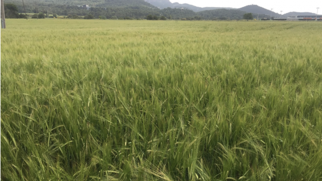 La Galium la mala hierba de los cereales de invierno