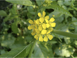 Las plantas de Sinapis son de fácil identificación