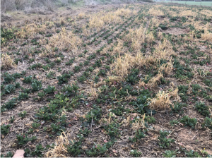 Tratamiento herbicida en campo de colza.