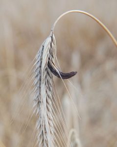 cornezuelo o ergot del centeno