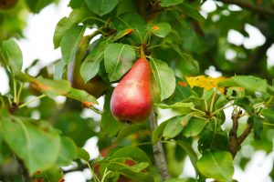 Principios de la sanidad vegetal