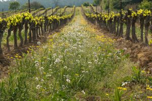 Principios de la sanidad vegetal: ecosistema