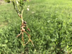 Fauna auxiliar para la sanidad vegetal