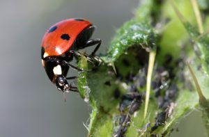 Sanidad vegetal de las plantas, desarrollo de una enfermedad