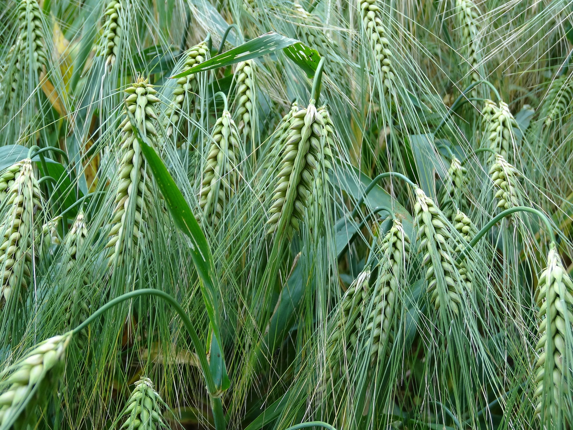 céréales d’hiver