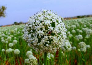 ¿Cómo cultivar cebolla?