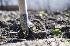 Fertilización y abonado del cultivo de cebolla en extensivo