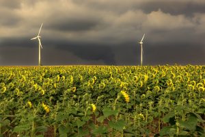 Campo de girasoles