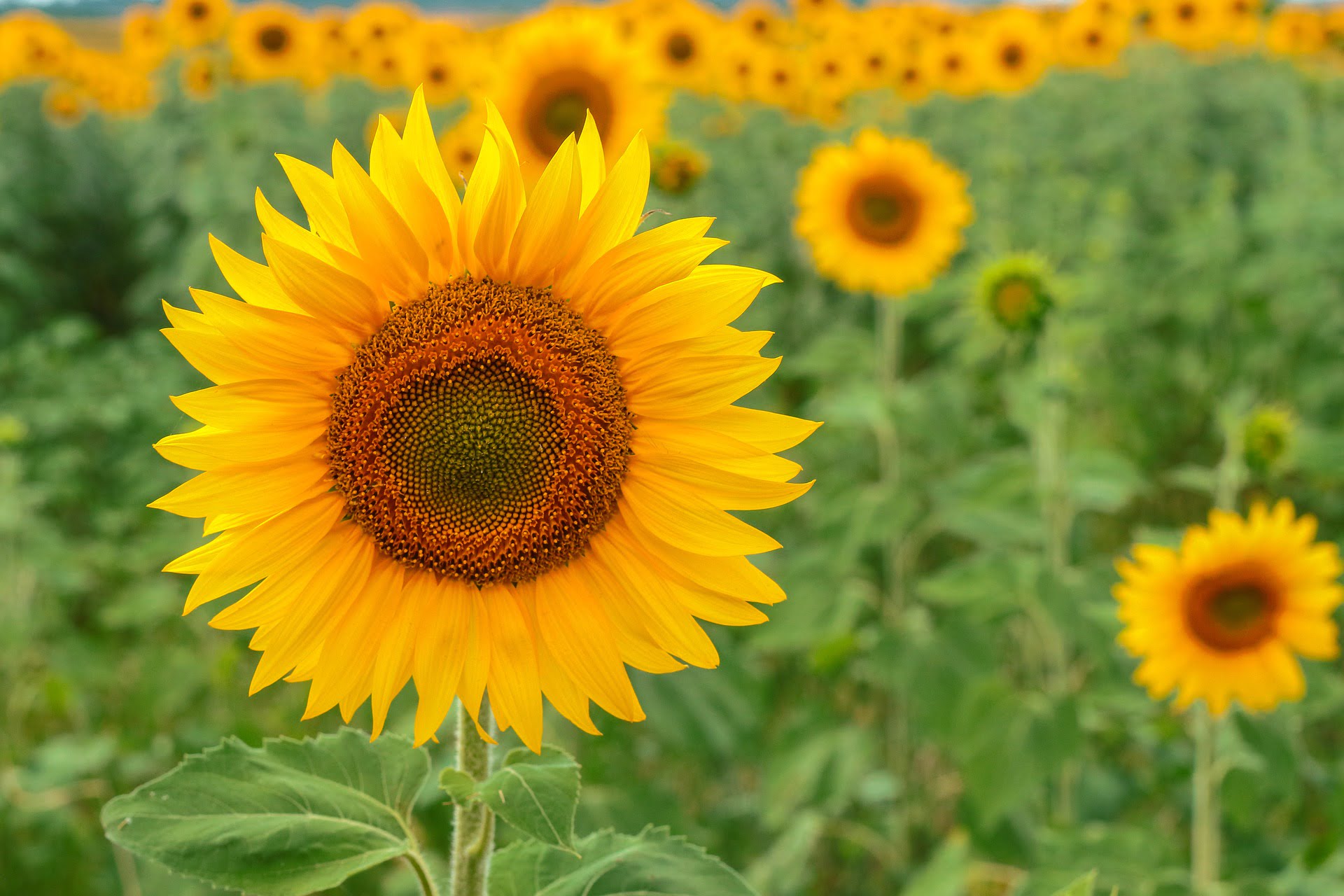 Semilla LG de girasol